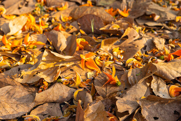 Yellow-orange flowers of Butea monosperma fall on a dry leaf in the morning. It is also known as...
