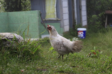 free range chicken