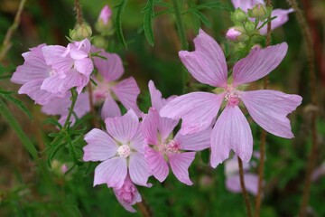 Close-up view of pink flowers of musk-mallow (Malva moschata) growing in a naturalistic garden