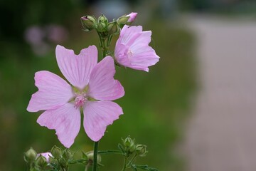 Close-up view of pink flowers of musk-mallow (Malva moschata) growing in a naturalistic garden