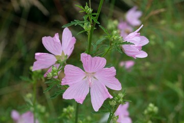Close-up view of pink flowers of musk-mallow (Malva moschata) growing in a naturalistic garden