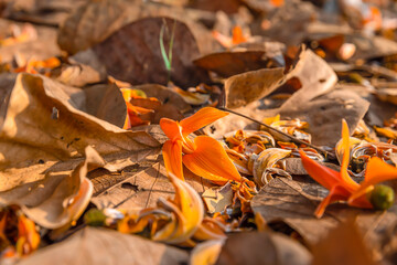 Yellow-orange flowers of Butea monosperma fall on a dry leaf in the morning. It is also known as flame of the forest, Bengal kino, dhak, palash, and bastard teak.