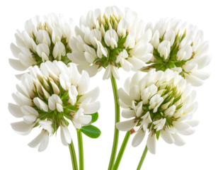  Isolated White Clover Flowers on Transparent Background PNG for Nature and Botanical Design Projects