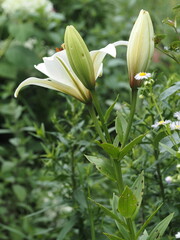 White lily flower among the flowers in the garden