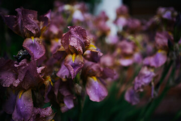Blue and purple irises with raindrops background