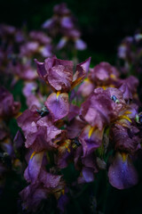 Blue and purple irises with raindrops background