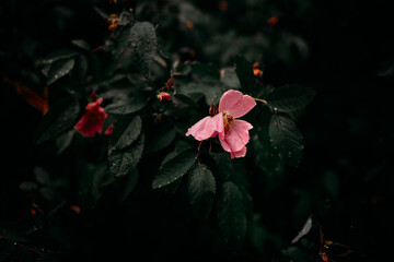 Pink rosehip flowers with raindrops among leaves