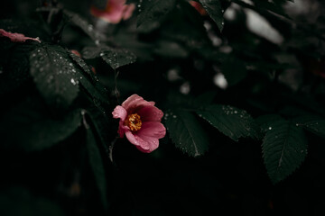 Pink rosehip flowers with raindrops among leaves