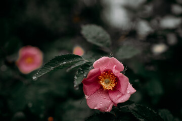 Pink rosehip flowers with raindrops among leaves