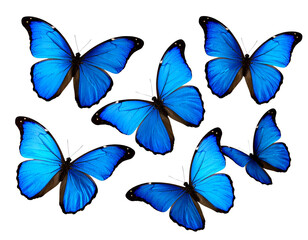 Group of Blue Morpho Butterflies in Flight, isolated on transparent background PNG