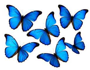 Group of Blue Morpho Butterflies in Flight, isolated on transparent background PNG