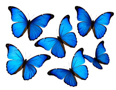 Group of Blue Morpho Butterflies in Flight, isolated on transparent background PNG