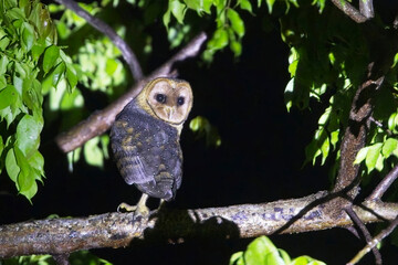 Ashy-faced Owl (Tyto glaucops) , perched in a tree at night, spot-lighted, Grenada, West Indies.