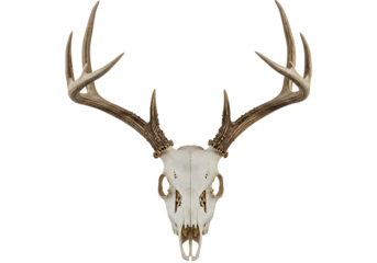 Whitetail Deer Skull with Antlers: Rustic, Elegant, Isolated Studio Shot on White Background