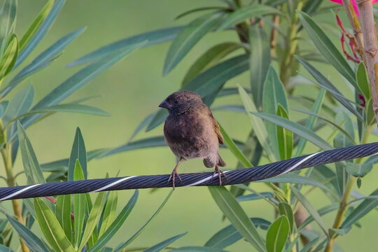 Black-faced Grassquit, (Tiaris bicolor) a male perched on a wire, Antigua, West Indies.