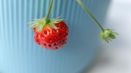 fraise rouge