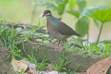 Bridled Quail-dove (Geotrygon mystacea), standing on a log on the forest floor, Guadaloupe, West...