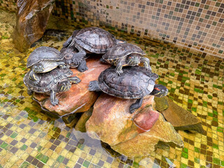 live turtles in the greenhouse of the Botanical Garden in Minsk