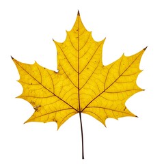 Obraz premium 黄葉の静寂 (Kouyou no Shijaku)