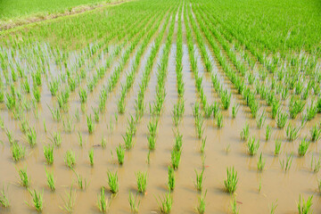The scenery of rice plants growing in summer rice fields