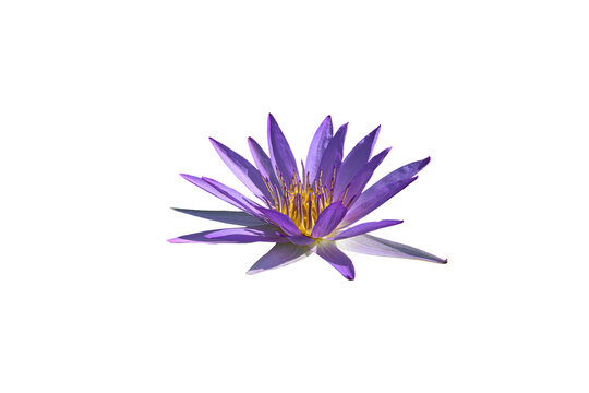 The natural beauty purple lotus flower, cape blue waterlily, nymphaea capensis, or purple water lily on a white background.