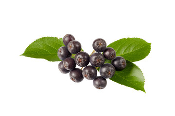 fresh black chokeberry aronia berries with leaves isolated on white or transparent png