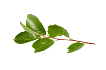 chokeberry aronia leaves on twig isolated on white or transparent png