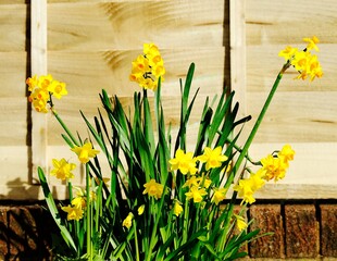 Spring Daffodils in full bloom