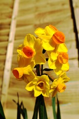 Spring Daffodils in full bloom