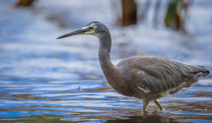Close up of White faced o blue Heron wading in lake margins