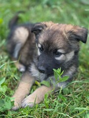 german shepherd puppy
