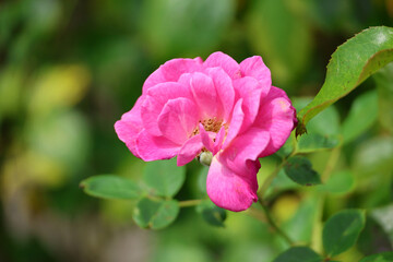 Fototapeta premium Rosa Gloriana in Rosarium named Guldemondplantsoen in the town of Boskoop