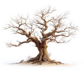 Fototapeta premium Old Dry Tree with Twisted Branches Standing on White Background in a Natural Landscape with a Rough Bark Texture