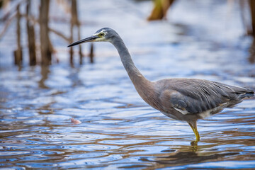 Close up of White faced o blue Heron wading in lake margins