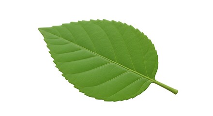 Fototapeta premium 葉脈の調べ