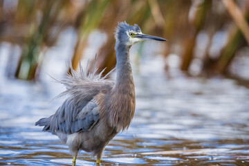 Close up of White faced o blue Heron wading in lake margins