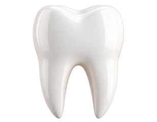  Realistic Human Molar Tooth, Clean White Surface, Front Angle View, Isolated PNG
