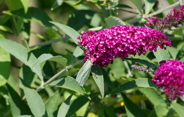 Common brimstone butterfly (Gonepteryx rhamni) perched on summer lilac in Zurich, Switzerland