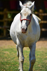 portrait of a white horse
