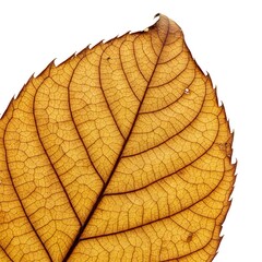 Obraz premium 枯葉の静寂