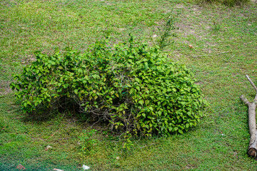 Lush green foliage creates a vibrant and textured natural backdrop, ideal for conveying freshness...