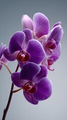 Fototapeta premium Beautiful close-up of vibrant purple orchids with detailed petals and natural background perfect for floral and nature themes