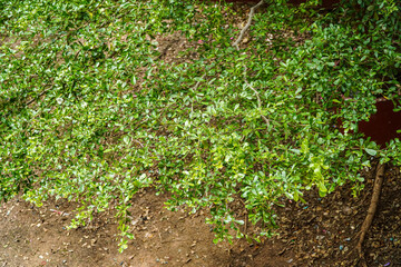 Lush green foliage cascades downwards, creating a vibrant natural canopy. The small, detailed leaves offer texture and depth. A grounding element of earth tones provides balance.