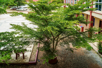 A verdant tree in a pot, seen from above, showing the lush green canopy and intricate branching. The foliage provides a vibrant contrast to the gravel and the nearby building.