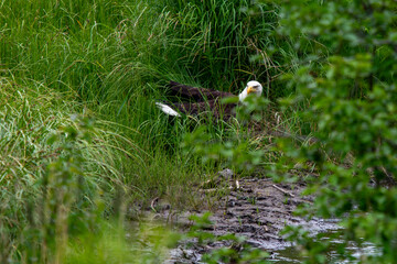 American bald eagle searching nesting material