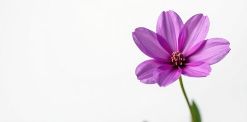 Fototapeta premium Single vibrant purple balloon flower blossom isolated on white , wallpaper, macro, studio shot