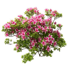 Fototapeta premium A vibrant flowering shrub covered in pink blossoms surrounded by lush green leaves, creating a lively garden scene.
