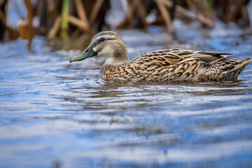Close up of Mallard duck swimming on a pond