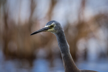 Close up of White faced o blue Heron wading in lake margins