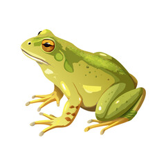 frog on white background
